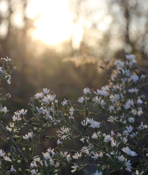 cremation services in Meredith, NH